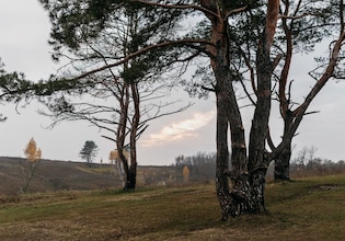 Tree landscape photos
