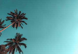 summer wallpaper